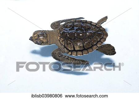 Stock Photograph - "Olive ridley sea turtle (Lepidochelys olivacea), hatchling, approx. one month, breeding station, Bali, Indonesia, Asia". Fotosearch