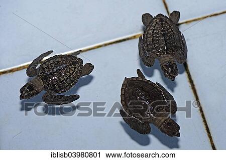 "Olive ridley sea turtles (Lepidochelys olivacea) hatchlings, approx. one month, breeding station, Bali, Indonesia, Asia" View Large Photo Image Stock Image - "Olive ridley sea turtles (Lepidochelys olivacea) hatchlings, approx. one month, breeding station, Bali, Indonesia, Asia". Fotosearch