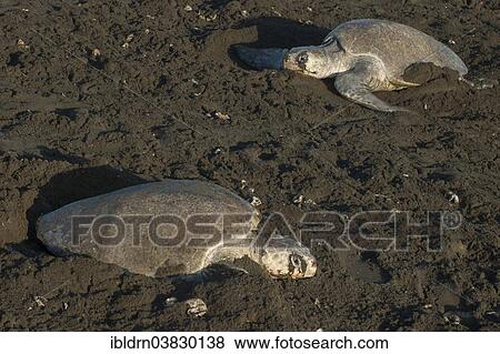 "Olive Ridley Sea Turtles (Lepidochelys olivacea) during oviposition, Ostional, Guanacaste province, Costa Rica, North America" View Large Photo Image Stock Photo - "Olive Ridley Sea Turtles (Lepidochelys olivacea) during oviposition, Ostional, Guanacaste province, Costa Rica, North America". Fotosearch