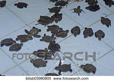 "Olive ridley sea turtles (Lepidochelys olivacea) hatchlings, approx. one month, breeding station, Bali, Indonesia, Asia" View Large Photo Image Stock Photography - "Olive ridley sea turtles (Lepidochelys olivacea) hatchlings, approx. one month, breeding station, Bali, Indonesia, Asia". Fotosearch
