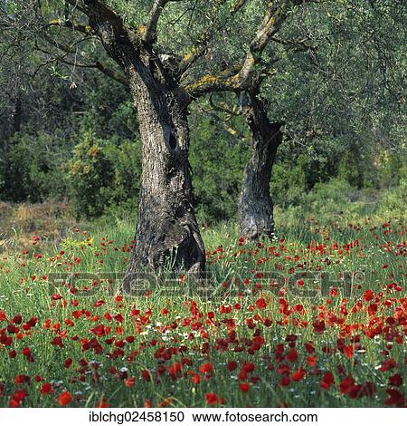"Olive tree (Olea europaea) and Poppies (Papaver sp. ), Catalonia, Spain, Europe" View Large Photo Image Stock Image - "Olive tree (Olea europaea) and Poppies (Papaver sp. ), Catalonia, Spain, Europe". Fotosearch