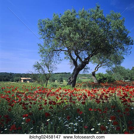 "Olive tree (Olea europaea) and Poppies (Papaver sp. ), Catalonia, Spain, Europe" View Large Photo Image Stock Photo - "Olive tree (Olea europaea) and Poppies (Papaver sp. ), Catalonia, Spain, Europe". Fotosearch