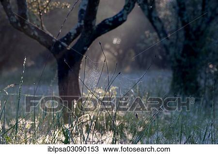 "Olive tree (Olea europaea), backlit, Alpes-de-Haute-Provence, France, Europe" View Large Photo Image Stock Image - "Olive tree (Olea europaea), backlit, Alpes-de-Haute-Provence, France, Europe". Fotosearch