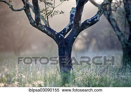 Stock Photography - "Olive tree (Olea europaea), backlit, Alpes-de-Haute-Provence, France, Europe". Fotosearch