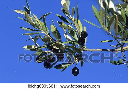 "Olive tree (Olea europaea), olives growing on branch, Provence, France, Europe" View Large Photo Image Stock Image - "Olive tree (Olea europaea), olives growing on branch, Provence, France, Europe". Fotosearch
