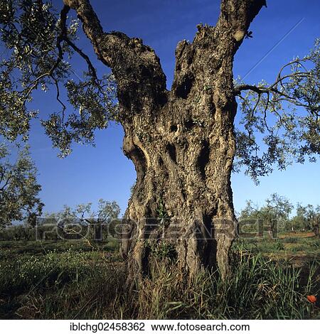 "Olive tree (Olea europaea), Spain, Europe" View Large Photo Image Stock Image - "Olive tree (Olea europaea), Spain, Europe". Fotosearch