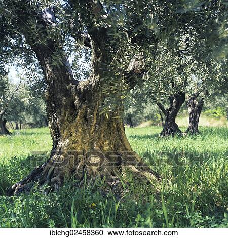 "Olive tree, Spain, Europe" View Large Photo Image Stock Image - "Olive tree, Spain, Europe". Fotosearch