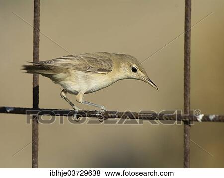 Stock Photo - "Olive-tree Warbler (Hippolais olivetorum), Lesbos, North Aegean, Greece, Europe". Fotosearch