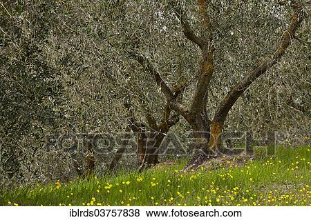 "Olive trees (Olea europaea), Chiusure, Province of Siena, Tuscany, Italy, Europe" View Large Photo Image Stock Photo - "Olive trees (Olea europaea), Chiusure, Province of Siena, Tuscany, Italy, Europe". Fotosearch
