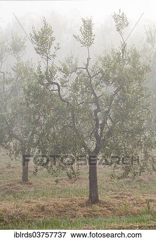 "Olive trees (Olea europaea) in the fog, Monteaperti, Province of Siena, Tuscany, Italy, Europe" View Large Photo Image Stock Photo - "Olive trees (Olea europaea) in the fog, Monteaperti, Province of Siena, Tuscany, Italy, Europe". Fotosearch