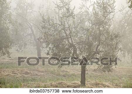 "Olive trees (Olea europaea) in the fog, Vescona, Asciano, Province of Siena, Tuscany, Italy, Europe" View Large Photo Image Stock Photo - "Olive trees (Olea europaea) in the fog, Vescona, Asciano, Province of Siena, Tuscany, Italy, Europe". Fotosearch