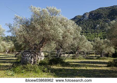 "Olive Trees (Olea europaea), Majorca, Balearic Islands, Spain, Europe" View Large Photo Image Stock Image - "Olive Trees (Olea europaea), Majorca, Balearic Islands, Spain, Europe". Fotosearch