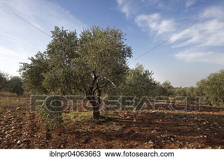 "Olive trees (Olea europaea), olive grove, Madaba, Jordan, Asia" View Large Photo Image Stock Image - "Olive trees (Olea europaea), olive grove, Madaba, Jordan, Asia". Fotosearch