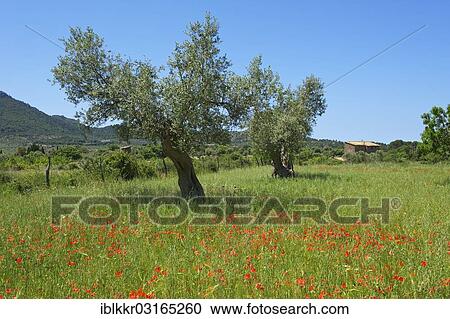 "Olive trees (Olea europaea) on a flowering poppy meadow, Valldemossa, Majorca, Balearic Islands, Spain, Europe" View Large Photo Image Stock Image - "Olive trees (Olea europaea) on a flowering poppy meadow, Valldemossa, Majorca, Balearic Islands, Spain, Europe". Fotosearch