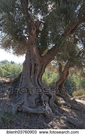 "Olive trees (Olea europaea), Ozdere, Izmir Province, Aegean Region, Turkey, Asia" View Large Photo Image Stock Image - "Olive trees (Olea europaea), Ozdere, Izmir Province, Aegean Region, Turkey, Asia". Fotosearch