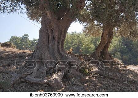"Olive trees (Olea europaea), Ozdere, Izmir Province, Aegean Region, Turkey, Asia" View Large Photo Image Stock Photo - "Olive trees (Olea europaea), Ozdere, Izmir Province, Aegean Region, Turkey, Asia". Fotosearch