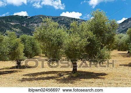 "Olive trees (Olea europaea), Kefalonia, Ionian Islands, Greece, Europe" View Large Photo Image Stock Photo - "Olive trees (Olea europaea), Kefalonia, Ionian Islands, Greece, Europe". Fotosearch