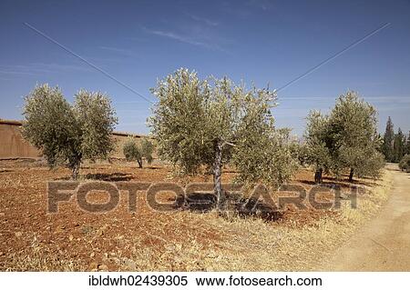 "Olive trees on the plateau of Sabika, Granada, Andalusia, Spain, Europe, PublicGround, Europe" View Large Photo Image Stock Photography - "Olive trees on the plateau of Sabika, Granada, Andalusia, Spain, Europe, PublicGround, Europe". Fotosearch