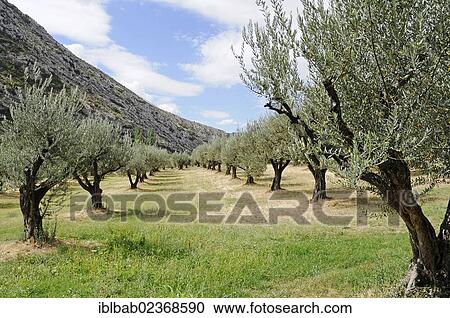 "Olive trees, village of Sopeira, Pyrenees, Huesca province, Aragon, Spain, PublicGround, Europe" View Large Photo Image Stock Image - "Olive trees, village of Sopeira, Pyrenees, Huesca province, Aragon, Spain, PublicGround, Europe". Fotosearch