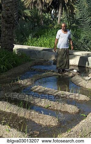 "Omani man controlling the irrigation canals in the garden of an oasis, Al Hamra, Ad Dakhiliyah, Oman, Asia" View Large Photo Image Stock Photo - "Omani man controlling the irrigation canals in the garden of an oasis, Al Hamra, Ad Dakhiliyah, Oman, Asia". Fotosearch