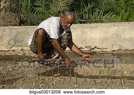 "Omani man controlling the irrigation canals in the garden of an oasis, Al Hamra, Ad Dakhiliyah, Oman, Asia" View Large Photo Image Stock Photo - "Omani man controlling the irrigation canals in the garden of an oasis, Al Hamra, Ad Dakhiliyah, Oman, Asia". Fotosearch