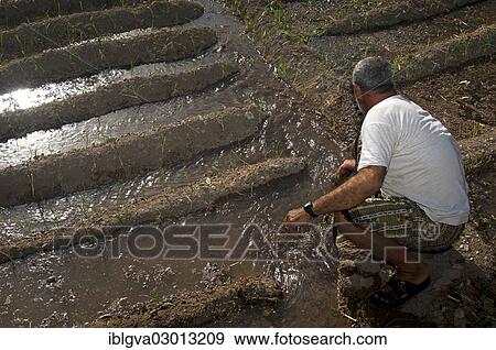 "Omani man controlling the irrigation canals in the garden of an oasis, Al Hamra, Ad Dakhiliyah, Oman, Asia" View Large Photo Image Stock Photo - "Omani man controlling the irrigation canals in the garden of an oasis, Al Hamra, Ad Dakhiliyah, Oman, Asia". Fotosearch