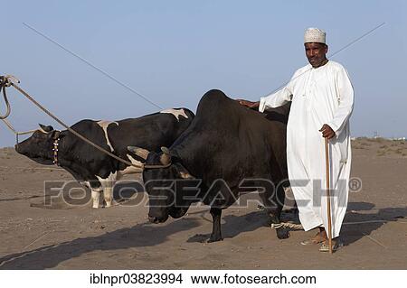"Omani wearing traditional dress proudly displaying his bulls before a bull fight, Barka, Al-Batinah province, Oman, Arabian Peninsula, Asia" View Large Photo Image Picture - "Omani wearing traditional dress proudly displaying his bulls before a bull fight, Barka, Al-Batinah province, Oman, Arabian Peninsula, Asia". Fotosearch