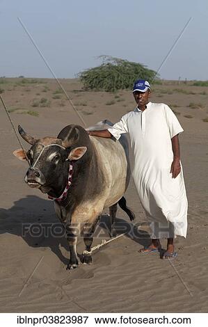 "Omani wearing traditional dress proudly displaying a bull before a bull fight, Barka, Al-Batinah province, Oman, Arabian Peninsula, Asia" View Large Photo Image Stock Photo - "Omani wearing traditional dress proudly displaying a bull before a bull fight, Barka, Al-Batinah province, Oman, Arabian Peninsula, Asia". Fotosearch