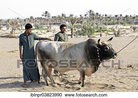 "Omanis wearing traditional clothing proudly displaying a bull before a bull fight, Barka, Al-Batinah province, Oman, Arabian Peninsula, Asia" View Large Photo Image Stock Image - "Omanis wearing traditional clothing proudly displaying a bull before a bull fight, Barka, Al-Batinah province, Oman, Arabian Peninsula, Asia". Fotosearch