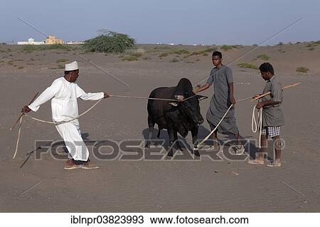 Stock Image - "Omanis wearing traditional clothing leading a bull on a leash to a bull fight, Barka, Al-Batinah province, Oman, Arabian Peninsula, Asia". Fotosearch