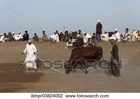 "Omanis wearing traditional clothing leading a bull on leash in front of spectators to a bull fight, Barka, Al-Batinah province, Oman, Arabian Peninsula, Asia" View Large Photo Image Stock Image - "Omanis wearing traditional clothing leading a bull on leash in front of spectators to a bull fight, Barka, Al-Batinah province, Oman, Arabian Peninsula, Asia". Fotosearch