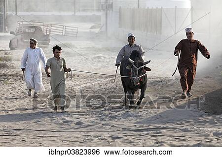 "Omanis wearing traditional clothing leading a bull on a leash to a bull fight, Barka, Al-Batinah province, Oman, Arabian Peninsula, Asia" View Large Photo Image Stock Photograph - "Omanis wearing traditional clothing leading a bull on a leash to a bull fight, Barka, Al-Batinah province, Oman, Arabian Peninsula, Asia". Fotosearch