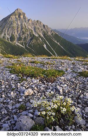 "One-flowered Mouse-ear (Cerastium uniflorum) in front the summit of Mount Serles, Blaser summit, Tyrol, Austria, Europe" View Large Photo Image Stock Image - "One-flowered Mouse-ear (Cerastium uniflorum) in front the summit of Mount Serles, Blaser summit, Tyrol, Austria, Europe". Fotosearch