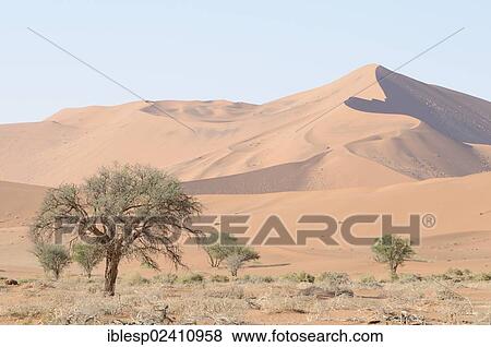 Stock Photo - "One of the highest dunes in Sossusvlei, dune landscape, Sossusvlei, Namib Desert, Namib Naukluft Park, Namibia, Africa". Fotosearch
