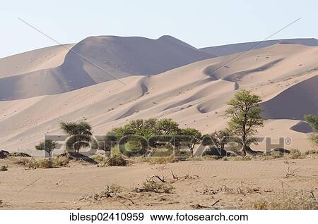 "One of the highest dunes in Sossusvlei, dune landscape, Sossusvlei, Namib Desert, Namib Naukluft Park, Namibia, Africa" View Large Photo Image Stock Photo - "One of the highest dunes in Sossusvlei, dune landscape, Sossusvlei, Namib Desert, Namib Naukluft Park, Namibia, Africa". Fotosearch