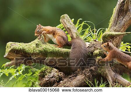 "One Red squirrel (Sciurus vulgaris) collecting hazelnuts from a tree stump, while a second squirrel looks on, Aigas Field Centre, Beauly, Inverness-Shire, United Kingdom, Europe" View Large Photo Image Stock Photo - "One Red squirrel (Sciurus vulgaris) collecting hazelnuts from a tree stump, while a second squirrel looks on, Aigas Field Centre, Beauly, Inverness-Shire, United Kingdom, Europe". Fotosearch
