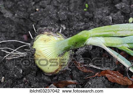 "Onion or Bulb Onion (Allium cepa), Bergkamen, North Rhine-Westphalia, Germany, Europe" View Large Photo Image Stock Image - "Onion or Bulb Onion (Allium cepa), Bergkamen, North Rhine-Westphalia, Germany, Europe". Fotosearch