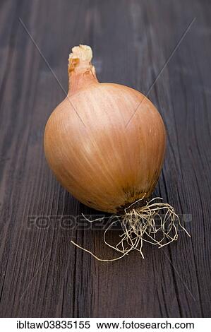 "Onion, organic produce" View Large Photo Image Stock Photography - "Onion, organic produce". Fotosearch
