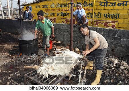 Stock Photo - "Open-air slaughterhouse, goats are being slaughtered, Pokhara, Nepal, Asia". Fotosearch