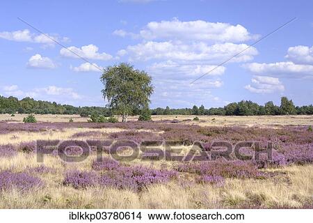 "Open heath with birch (Betula sp. ), grey hair-grass (Corynephorus canescens) and blooming heather (Calluna vulgaris), Bad Liebenswerda, Brandenburg, Germany, Europe" View Large Photo Image Picture - "Open heath with birch (Betula sp. ), grey hair-grass (Corynephorus canescens) and blooming heather (Calluna vulgaris), Bad Liebenswerda, Brandenburg, Germany, Europe". Fotosearch