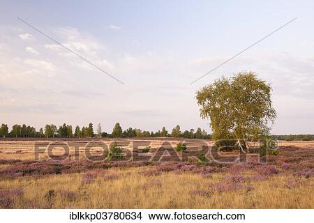 Picture - "Open heath with birch (Betula sp. ), grey hair-grass (Corynephorus canescens) and blooming heather (Calluna vulgaris), Bad Liebenswerda, Brandenburg, Germany, Europe". Fotosearch