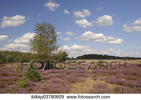 "Open heath with birch (Betula sp. ), grey hair-grass (Corynephorus canescens) and blooming heather (Calluna vulgaris), Bad Liebenswerda, Brandenburg, Germany, Europe" View Large Photo Image Stock Photo - "Open heath with birch (Betula sp. ), grey hair-grass (Corynephorus canescens) and blooming heather (Calluna vulgaris), Bad Liebenswerda, Brandenburg, Germany, Europe". Fotosearch