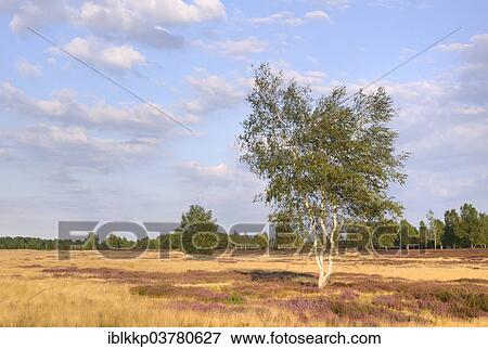 "Open heath with birch (Betula sp. ), grey hair-grass (Corynephorus canescens) and blooming heather (Calluna vulgaris), Bad Liebenswerda, Brandenburg, Germany, Europe" View Large Photo Image Stock Photo - "Open heath with birch (Betula sp. ), grey hair-grass (Corynephorus canescens) and blooming heather (Calluna vulgaris), Bad Liebenswerda, Brandenburg, Germany, Europe". Fotosearch