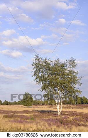 Stock Photograph - "Open heath with birch (Betula sp. ), grey hair-grass (Corynephorus canescens) and blooming heather (Calluna vulgaris), Bad Liebenswerda, Brandenburg, Germany, Europe". Fotosearch