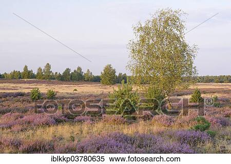 "Open heath with birch (Betula sp. ), grey hair-grass (Corynephorus canescens) and blooming heather (Calluna vulgaris), Bad Liebenswerda, Brandenburg, Germany, Europe" View Large Photo Image Stock Photography - "Open heath with birch (Betula sp. ), grey hair-grass (Corynephorus canescens) and blooming heather (Calluna vulgaris), Bad Liebenswerda, Brandenburg, Germany, Europe". Fotosearch