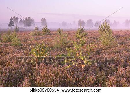 "Open heath with blooming heather (Calluna vulgaris), Bad Liebenswerda, Brandenburg, Germany, Europe" View Large Photo Image Picture - "Open heath with blooming heather (Calluna vulgaris), Bad Liebenswerda, Brandenburg, Germany, Europe". Fotosearch