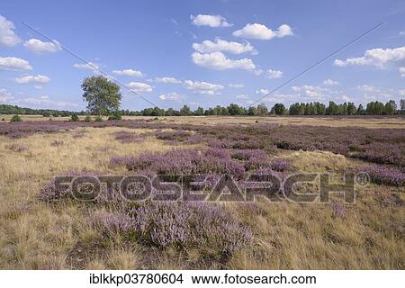 "Open heath with grey hair-grass (Corynephorus canescens) and blooming heather (Calluna vulgaris), Bad Liebenswerda, Brandenburg, Germany, Europe" View Large Photo Image Picture - "Open heath with grey hair-grass (Corynephorus canescens) and blooming heather (Calluna vulgaris), Bad Liebenswerda, Brandenburg, Germany, Europe". Fotosearch