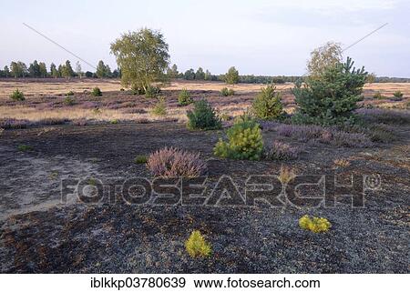 Stock Photo - "Open heath with grey hair-grass (Corynephorus canescens) and blooming heather (Calluna vulgaris), Bad Liebenswerda, Brandenburg, Germany, Europe". Fotosearch