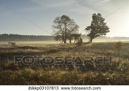 "Open landscape with a few trees and shrubs in the morning light, Stiege, Oberharz am Brocken, Saxony-Anhalt, Germany, Europe" View Large Photo Image Stock Image - "Open landscape with a few trees and shrubs in the morning light, Stiege, Oberharz am Brocken, Saxony-Anhalt, Germany, Europe". Fotosearch