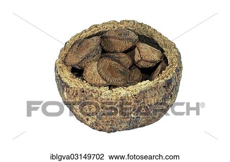 "Opened capsule fruit with brazil nuts, seeds of the Brazil Nut Tree (Bertholletia excelsa), Tambopata, Madre de Dios, Peru, South America" View Large Photo Image Stock Image - "Opened capsule fruit with brazil nuts, seeds of the Brazil Nut Tree (Bertholletia excelsa), Tambopata, Madre de Dios, Peru, South America". Fotosearch